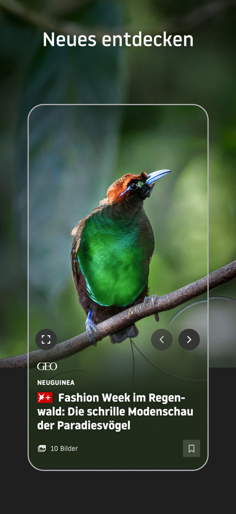 stern Nachrichten - Un pájaro colorido presentado en la sección Descubrir de la aplicación Stern Nachrichten de un artículo de GEO.