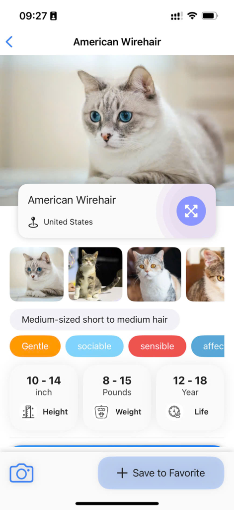 Cat Identifier: AI Scanner - Cat breed identification screen for American Wirehair showing traits and statistics