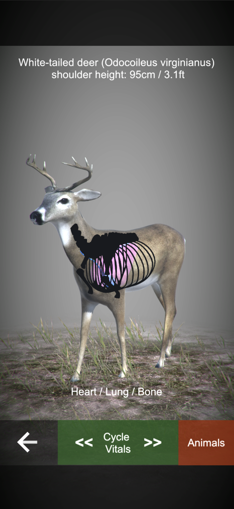 NorneHunt - Un modelo 3D de un ciervo de cola blanca que muestra los órganos internos, incluidos el corazón y los pulmones, para disparos de caza éticos