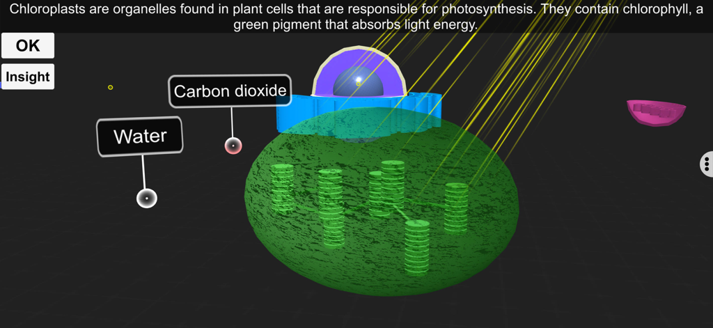 Um diagrama 3D mostrando um cloroplasto com rótulos de água e dióxido de carbono durante a fotossíntese