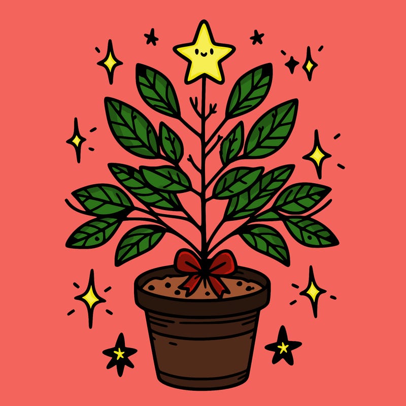 christmas plant