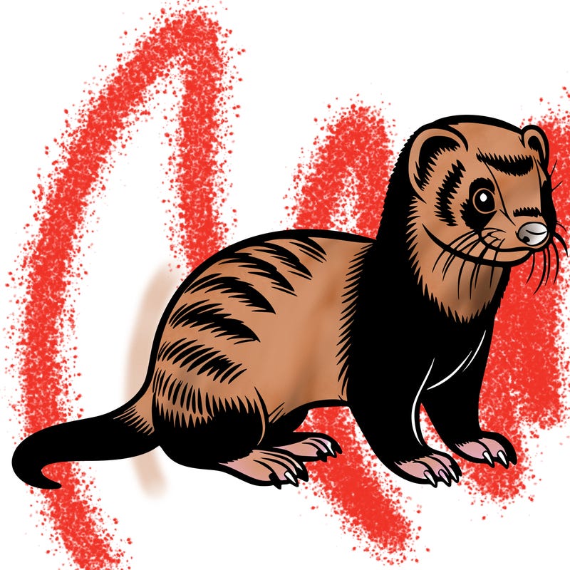 ferret