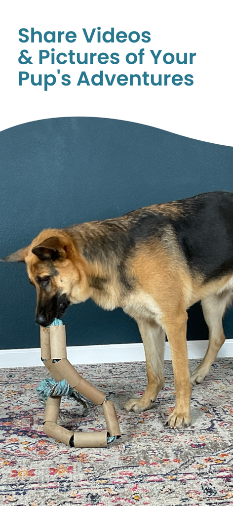 DOGLi - Dog Enrichment & Games - A German Shepherd playing with a DIY enrichment toy made of cardboard tubes.