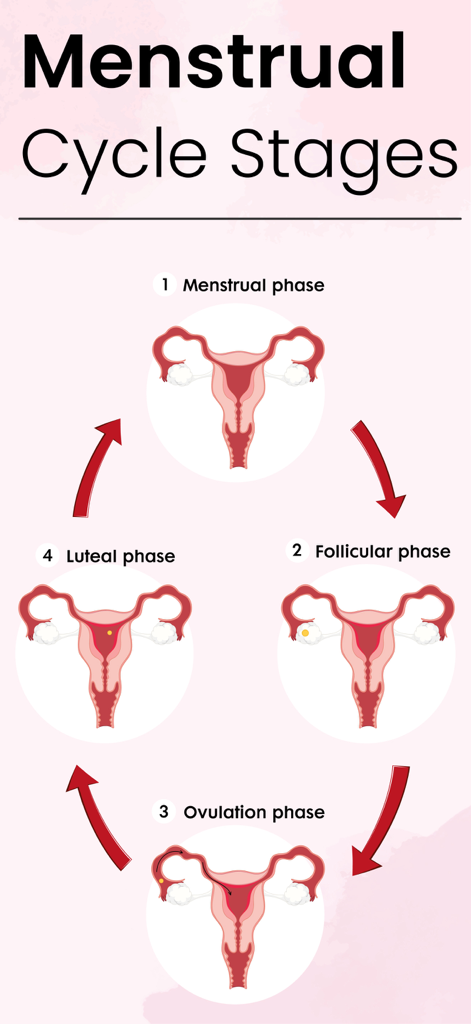 An educational diagram illustrating the four phases of the menstrual cycle