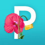 Picolla - Be Bohemian - App Icon