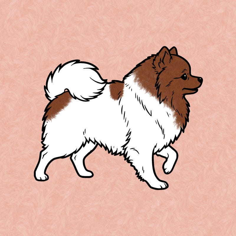 pomeranian