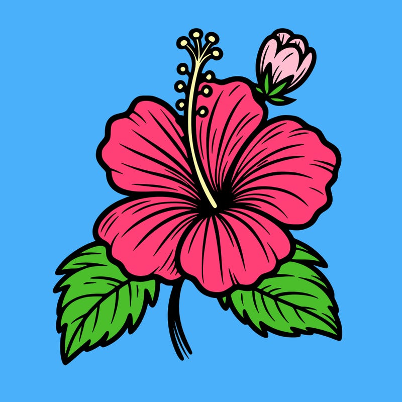 hibiscus flower