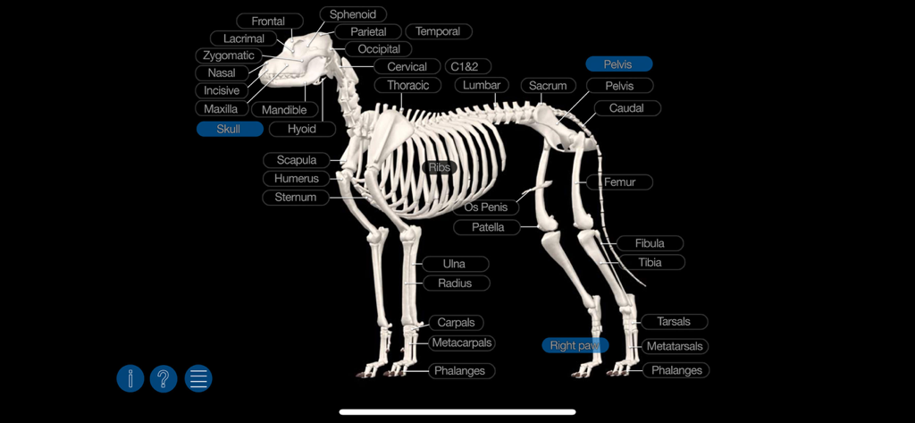 Modelo 3D interactivo de un esqueleto de perro con etiquetas anatómicas para estudio veterinario.