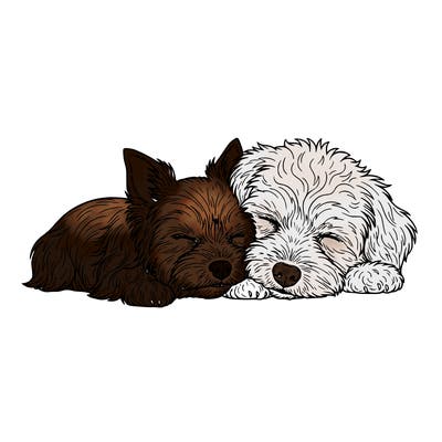 two dogs snuggling together one of them is a yorkie the other one is a multi-pooh ￼￼