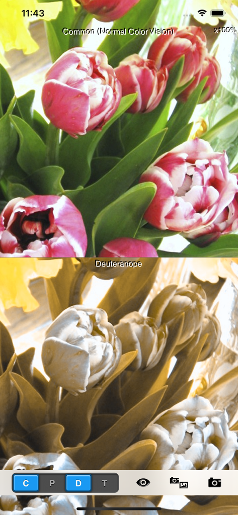 Chromatic Vision Simulator - Comparação de tela dividida mostrando visão normal versus simulação de deficiência de cor deuteranope em flores