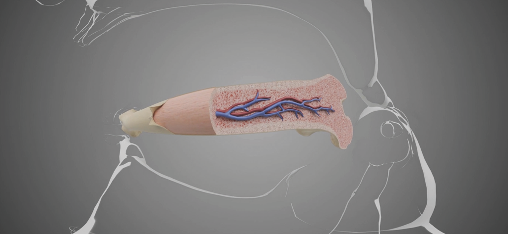 A 3D cross-section of a human bone showing internal blood vessels and bone marrow in the VR Human Body app