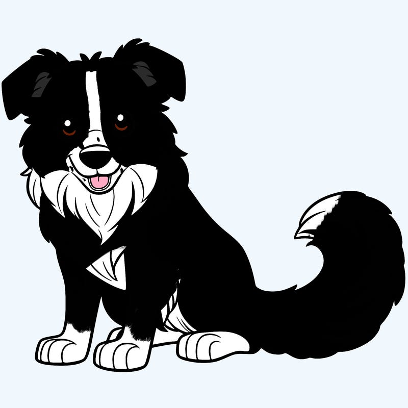 border collie