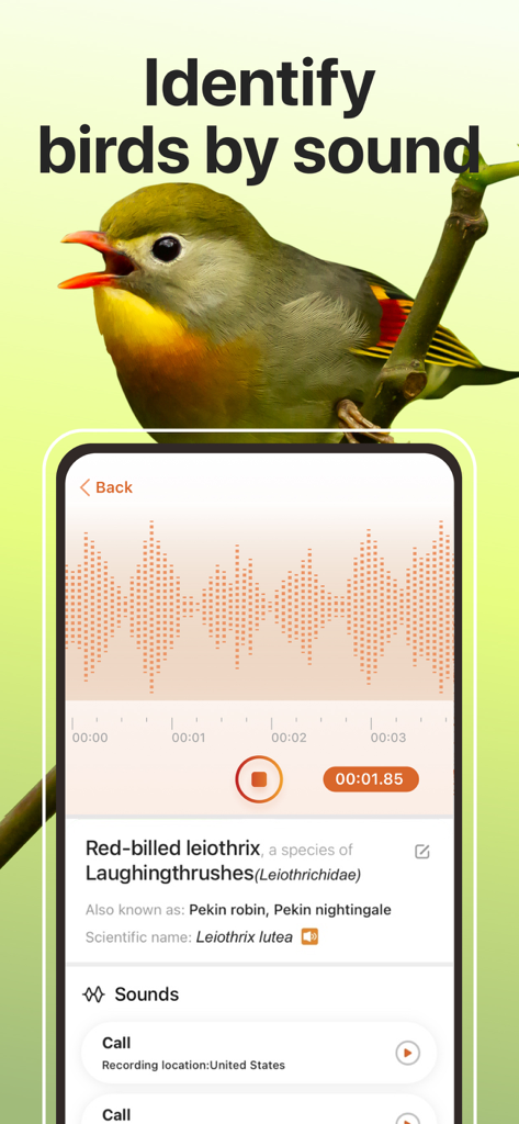 Interfaccia dell'app Picture Bird che mostra la funzione di identificazione del suono degli uccelli con un Liothrix sonnador