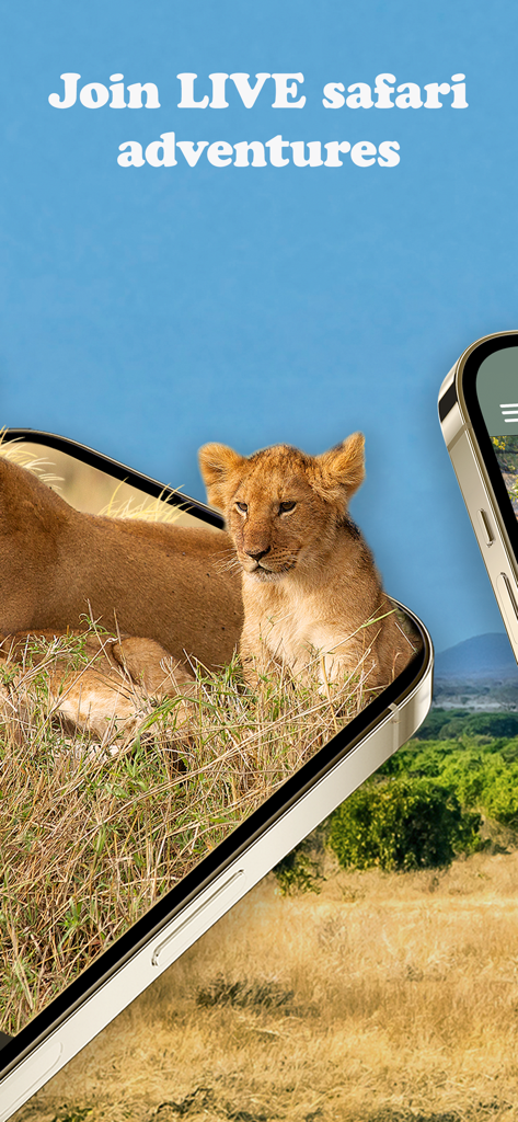 Smartphone screen showing a lion cub during a live safari adventure on WildEarth TV