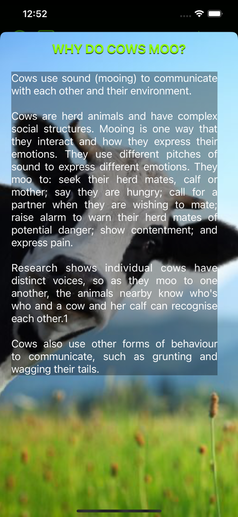 Cow Sounds App - An educational screen in the Cow Sounds App explaining the different reasons why cows moo and communicate.