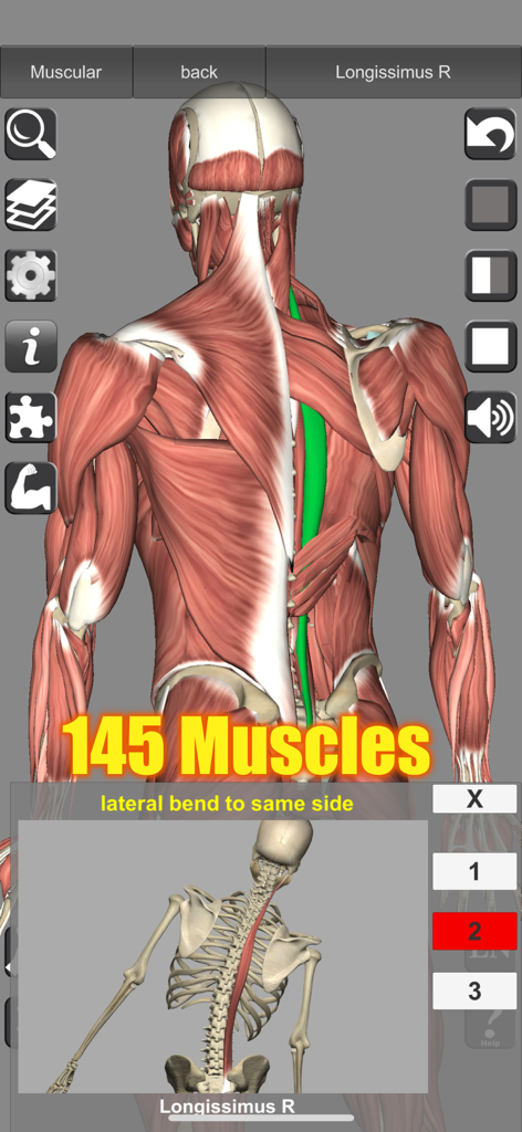 Modelo 3D interactivo de los músculos de la espalda humana con un músculo longissimus resaltado y vista de acción esquelética.