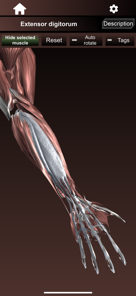 Visualização 3D da anatomia do músculo extensor dos dedos no antebraço humano