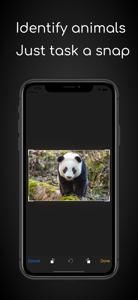 ianimal - animal Identifier - A mobile phone screen displaying the ianimal app interface used to identify a panda from a photo