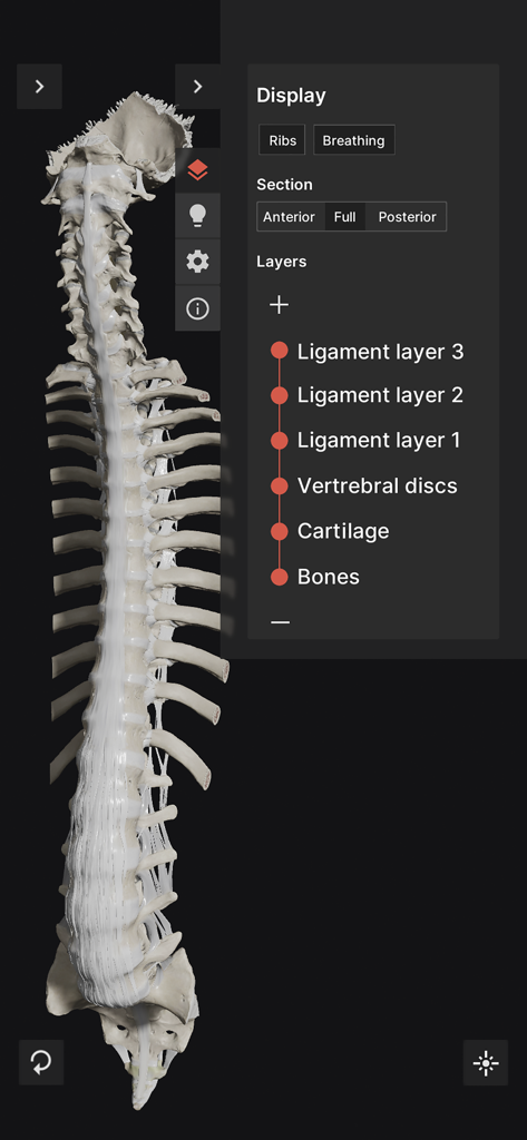 3D human spine model with anatomical layers selection menu