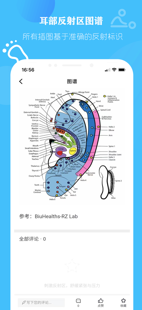 Detailed diagram of human ear reflexology points and zones labeled with corresponding body organs