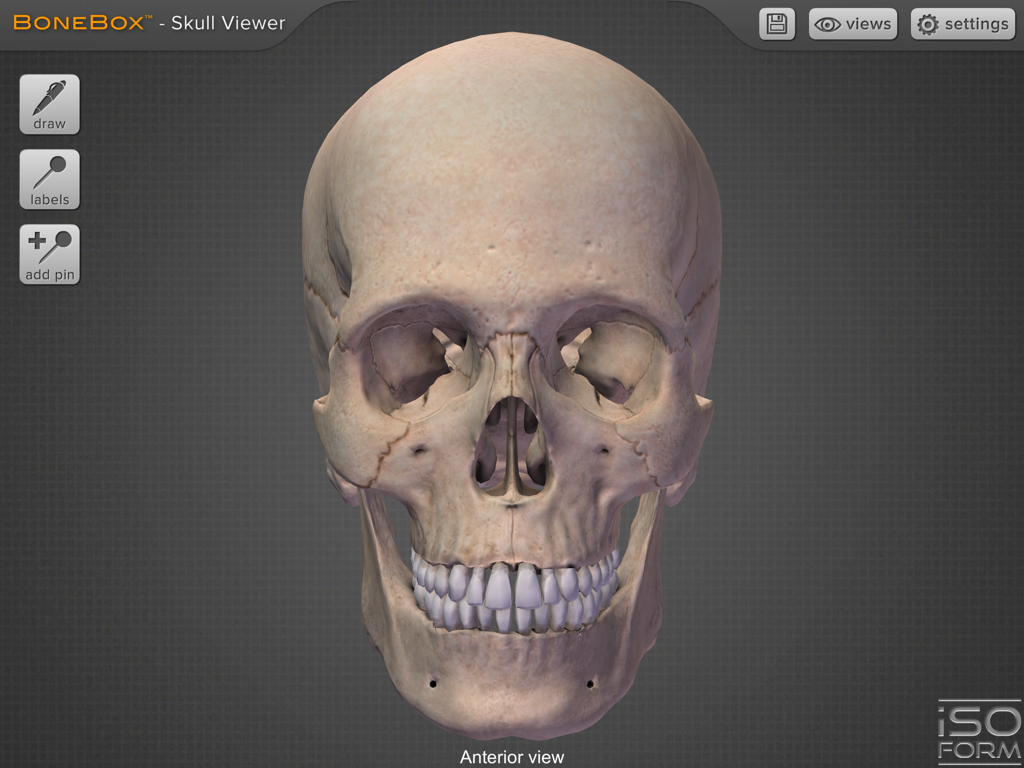 High resolution 3D human skull model in anterior view from the BoneBox app