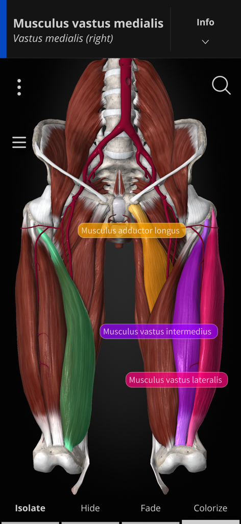 Anatomyka - A 3D anatomical model of human leg muscles with color-coded labels in the Anatomyka app