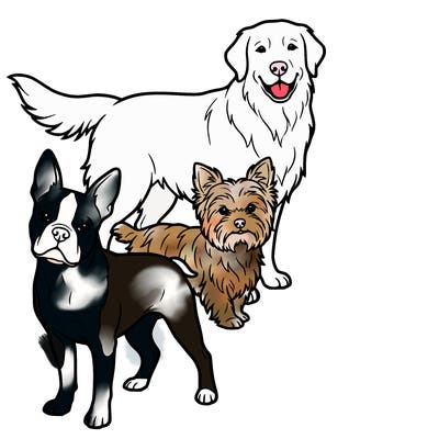 boston terrier yorkshire terrier and golden retriever