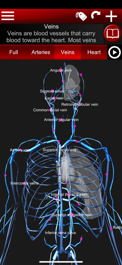 Circulatory System 3D Anatomy - A 3D anatomy model of the human body showing the network of veins with anatomical labels.