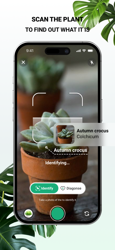 Interface de l'application PlantDaily montrant l'identification par IA d'une succulente dans un pot