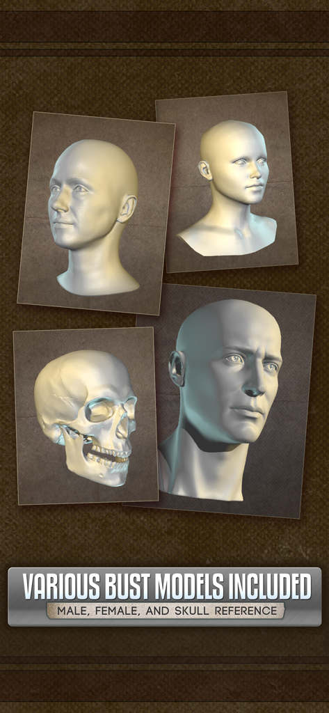 Handy Art Reference Tool - 3D male and female head busts and human skull models for art reference