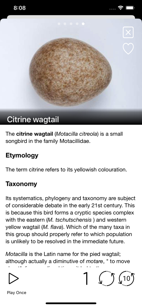 Birds of Europe - Field Guide - Página de la especie para la lavandera boyera citrina que muestra una foto de huevo y datos detallados sobre el ave