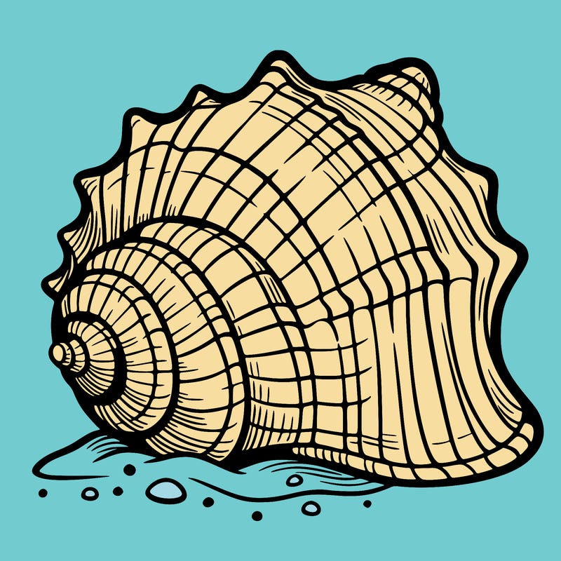 sea shell