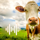Cow Sounds App