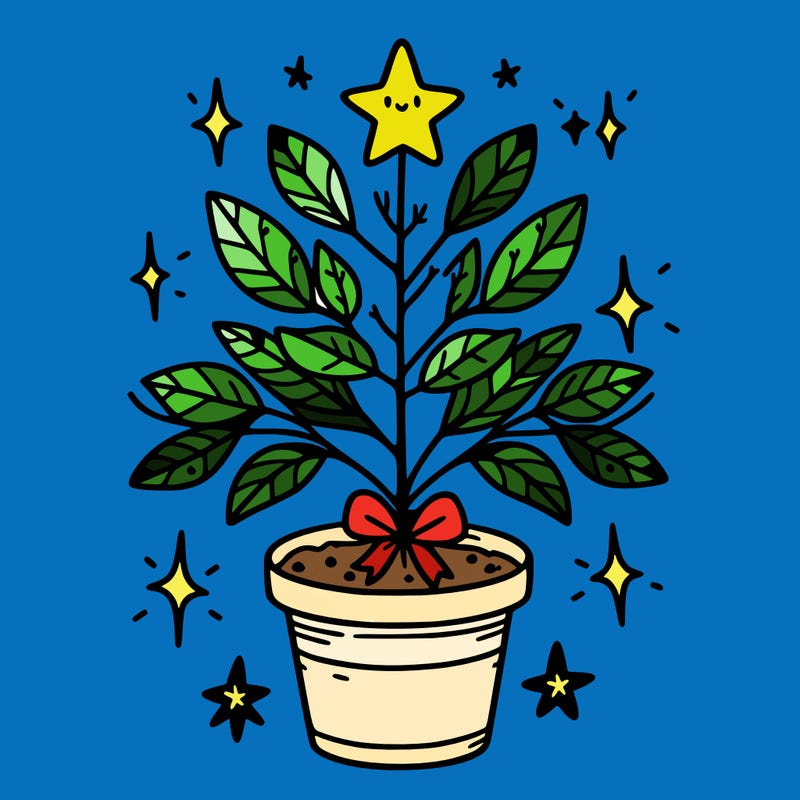 christmas plant