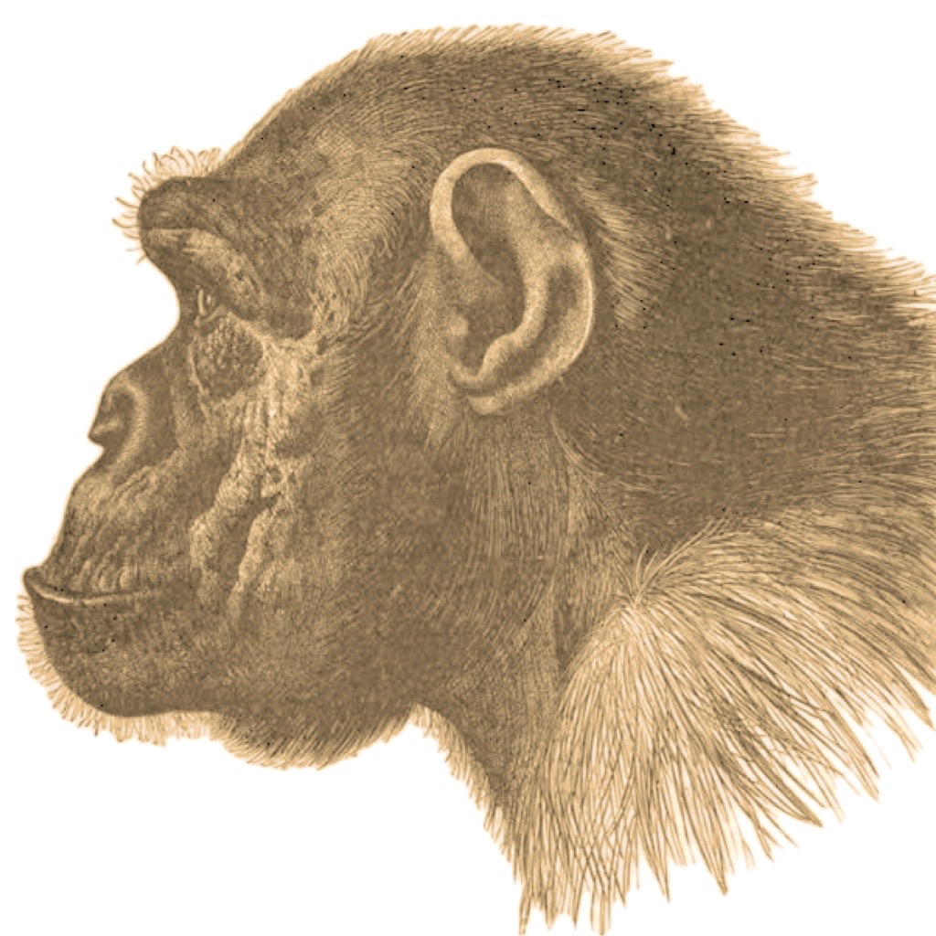 Ape Test - Games App | MWM