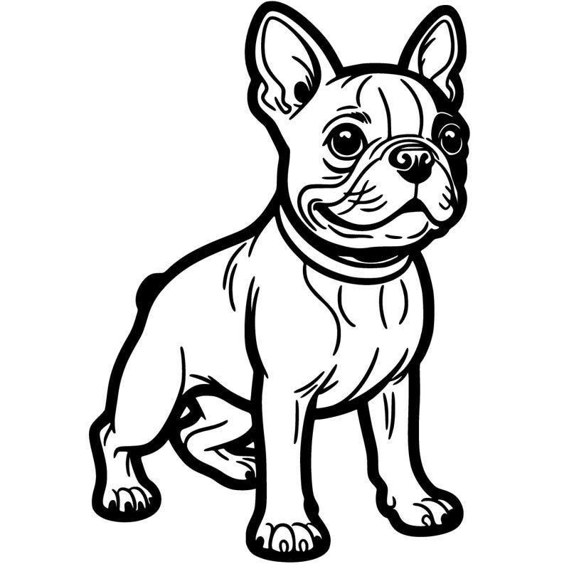 boston terrier