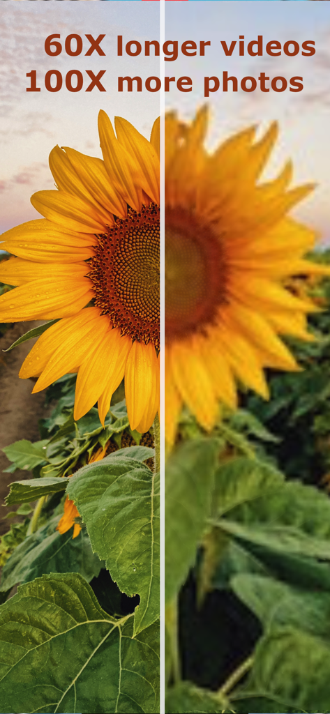 Uma tela dividida comparando uma foto de girassol de alta resolução com uma versão de baixa resolução para eficiência de armazenamento.