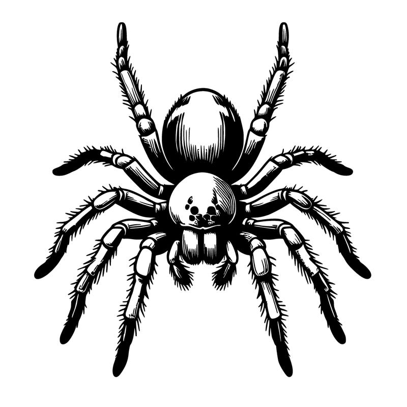 realistic spider